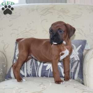 Limosine, Boxer Puppy